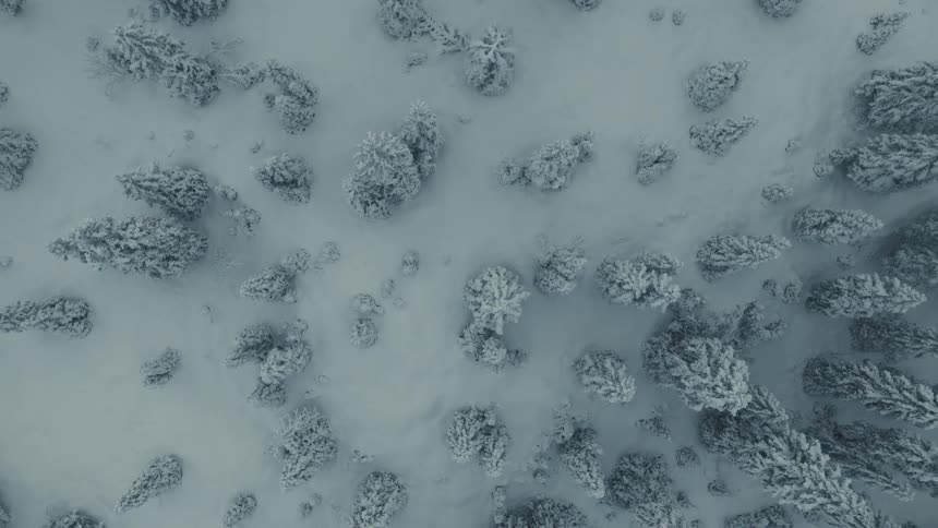 Snowcovered forest with confectioners