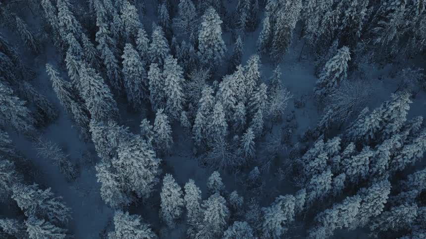 The trees in the forest are white with snow