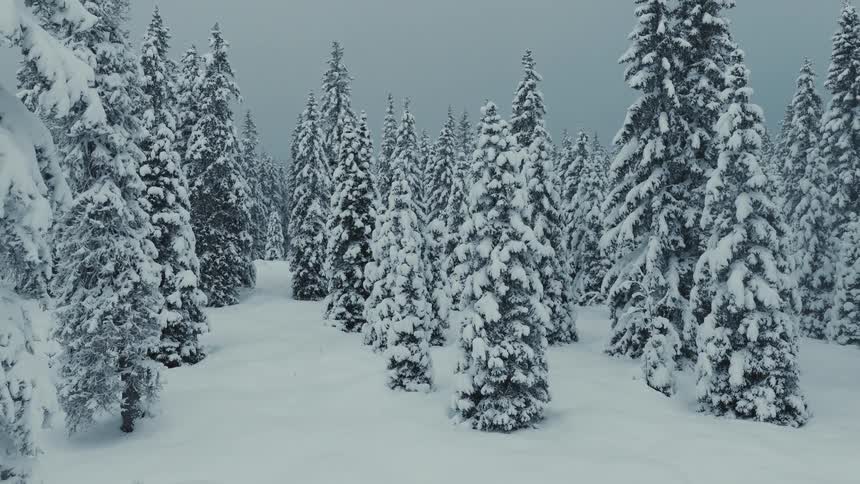 A view of a forest covered in snow