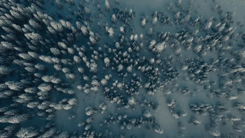 A vast dense forest of pine trees is completely blanketed in snow creating a stark winter pattern