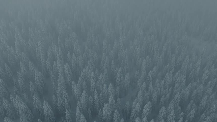 The camera is looking down on snow covered pine trees