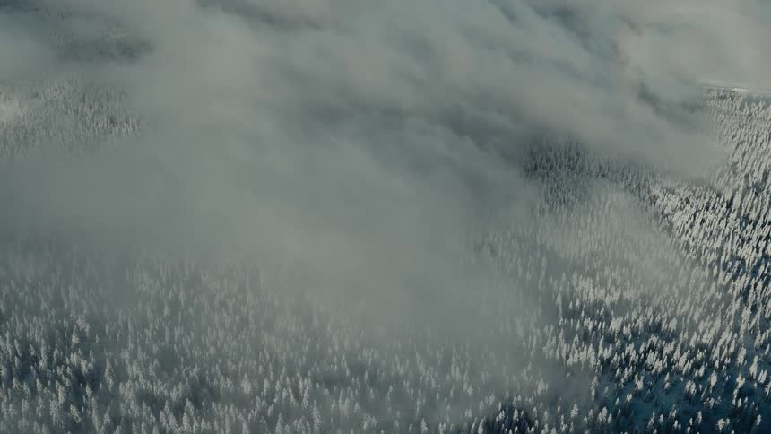 A layer of clouds hovers above a large forest covered with snow
