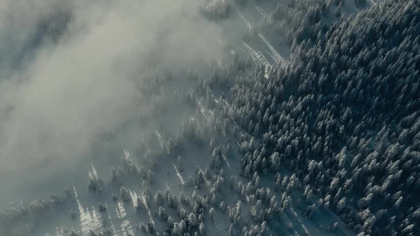 Aerial view of a coniferous forest covered in snow