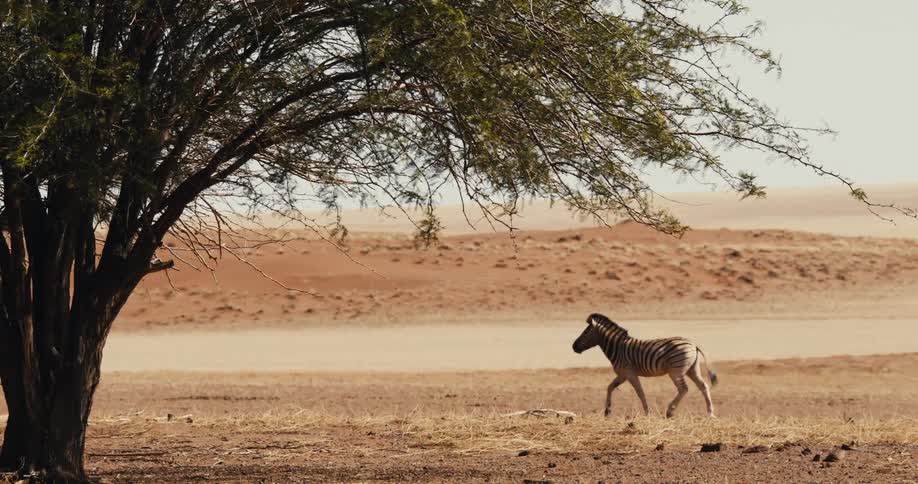 Zebra running across arid land