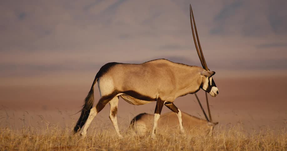 The animals walk side by side in the grass