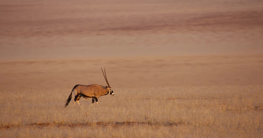 Gazelles walking in a field of dry grass