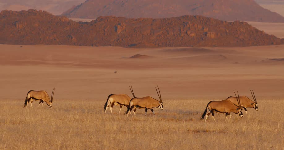 Five gemsbok with long straight horns walk slowly across a vast golden grassland toward the right while a backdrop of rolling sand dunes and dark jagged mountain ranges sits under a clear sky during the warm light of a desert sunset