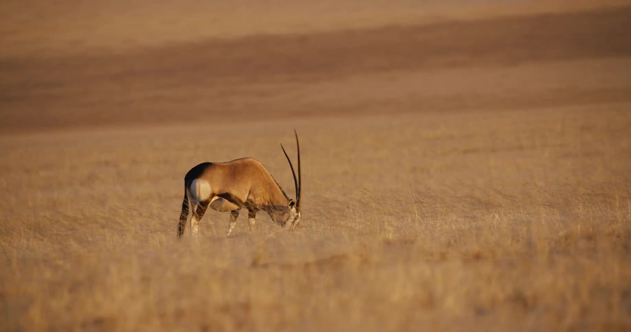 The animal is grazing as it walks