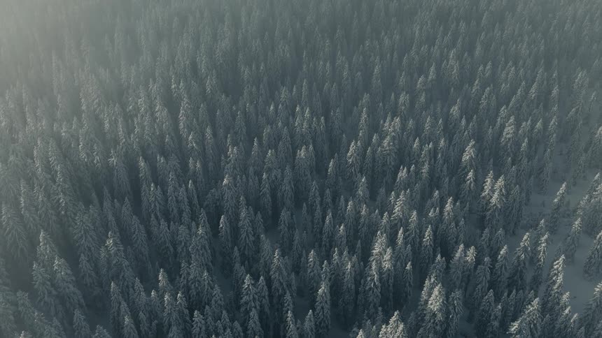 An aerial highangle shot moves slowly over a dense forest of coniferous trees heavily covered in white snow during a bright winter day with soft mist visible in the upper corner of the frame