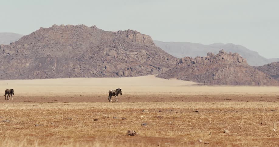 Zebras walking across an arid land with rocky mountains in the background