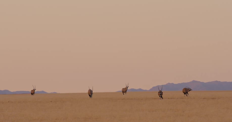 Wild animals in a field at dawn