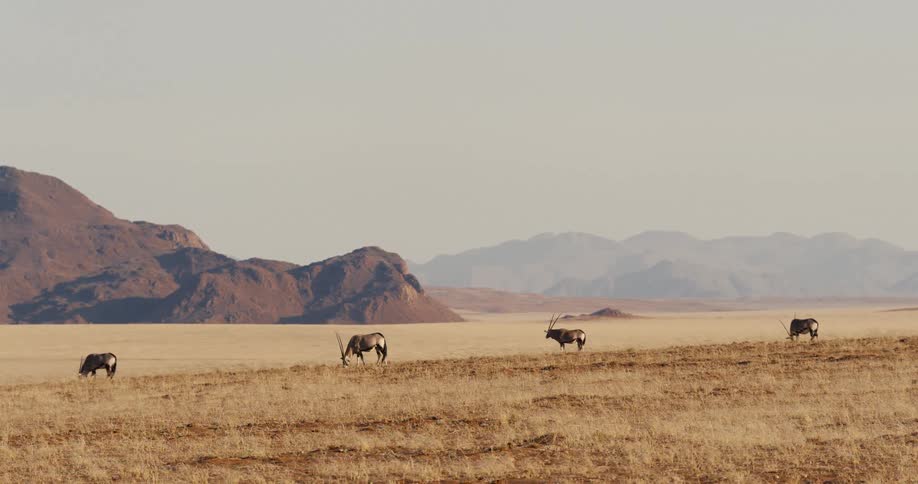 Several animals grazing in a field