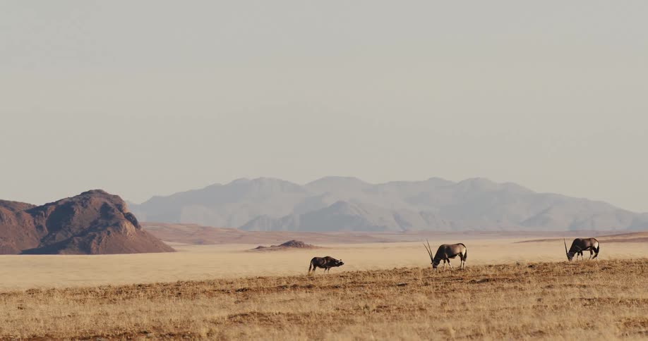 A few oryx and a wildebeest graze peacefully in a vast dry savanna with rugged mountains in the distant haze