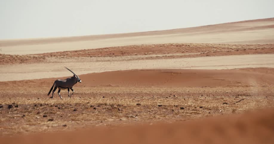 Gemsbok walks alone across dry terrain with gentle hills in the background
