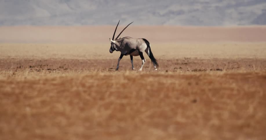 A gemsbok walks across a flat dry desert plain with brown grass and heat haze shimmering in front of distant mountains