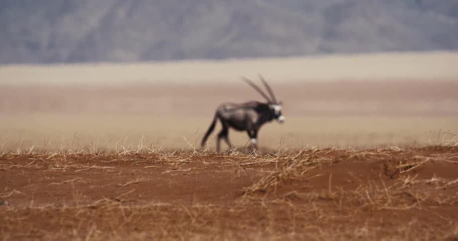 An antelope walking outdoors