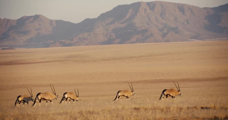 A herd of antelopes walks in a line across a vast golden desert plateau passing through dry grass while large hazy mountain ranges sit under a pale sky in the far distance