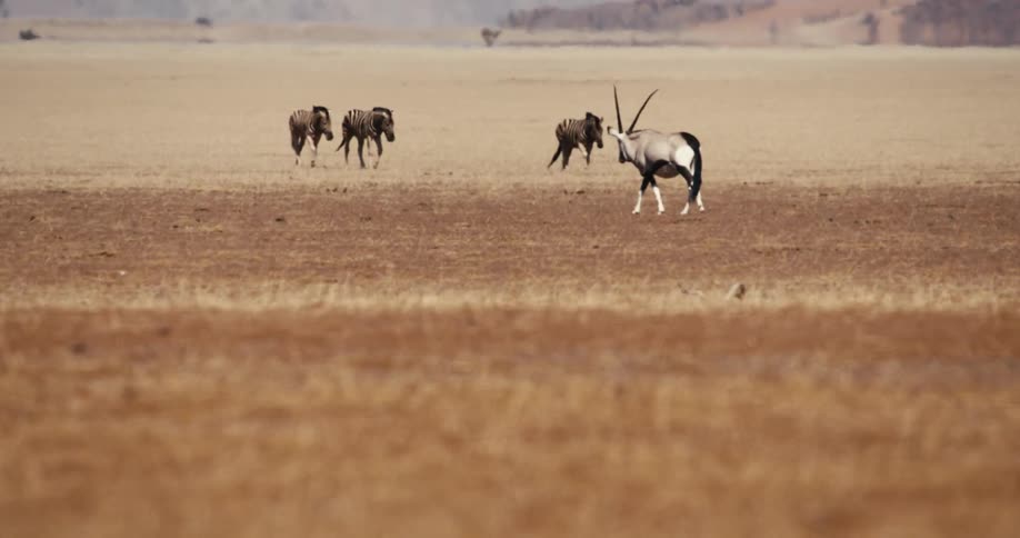 The zebra cross the desert