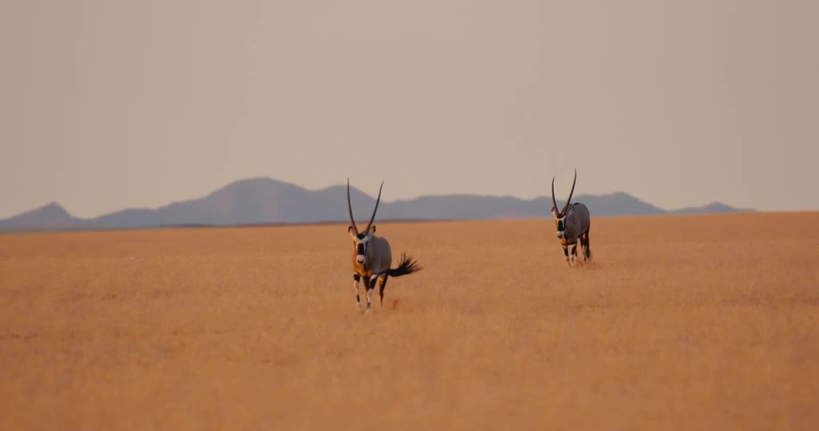 Two antelopes running on a savanna with mountains on the background outdoors