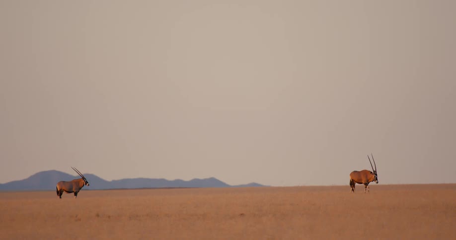 Some impala in the desert