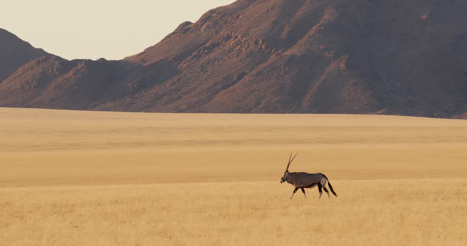 An animal with large horns walking in a grassland area