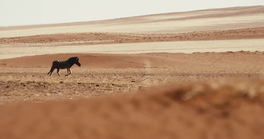 A single zebra walks across a vast desert landscape with rolling orange sand dunes and flat plains under a bright clear sky
