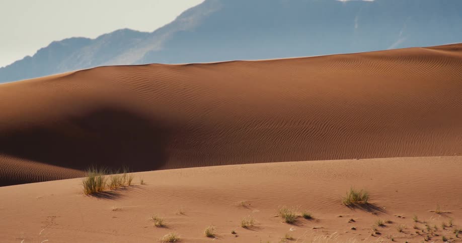 Plants growing in the desert with dunes and mountains in the distance
