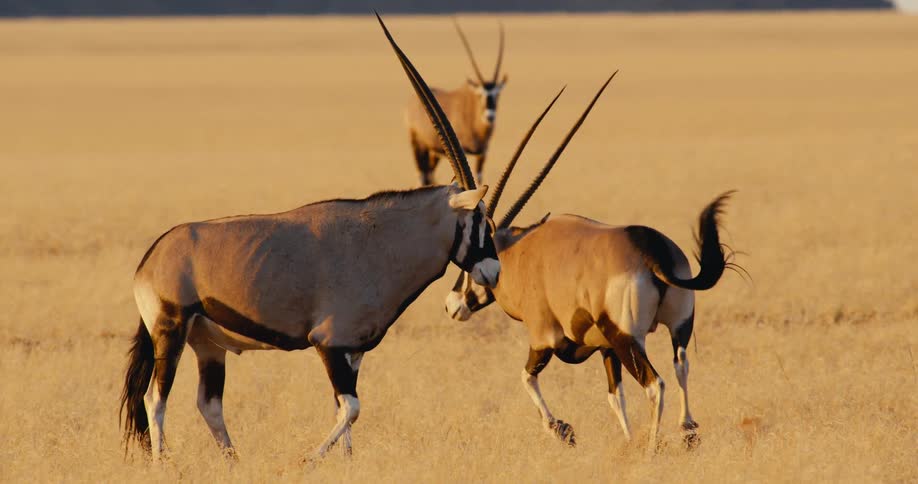 Two antelope walking on a dry golden savanna while a third individual watches from the distance under a clear sky