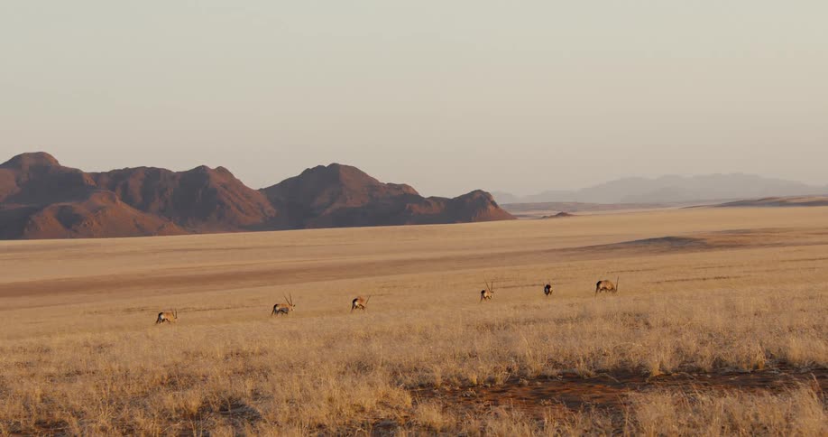 Herd of antelope grazing on a field with hills on the background outdoors