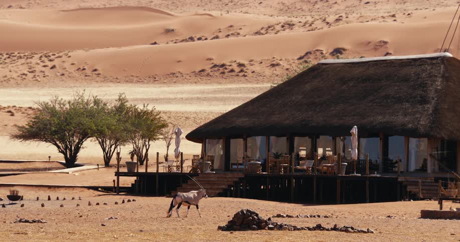 A gemsbok oryx walks across a dry sandy plain in front of a thatchedroof desert lodge with large orange sand dunes and sparse trees visible under the bright sun in the background