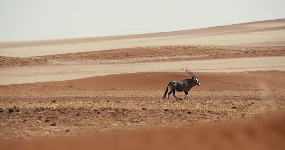 The horned animal crosses the desert
