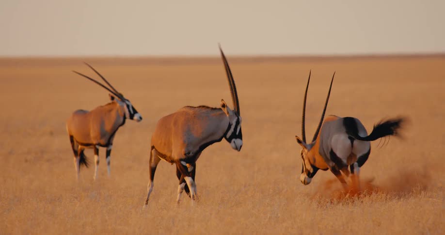 Gazelles stand in a field of dry grass as one gazelle gets agitated shaking horns at another and walks away