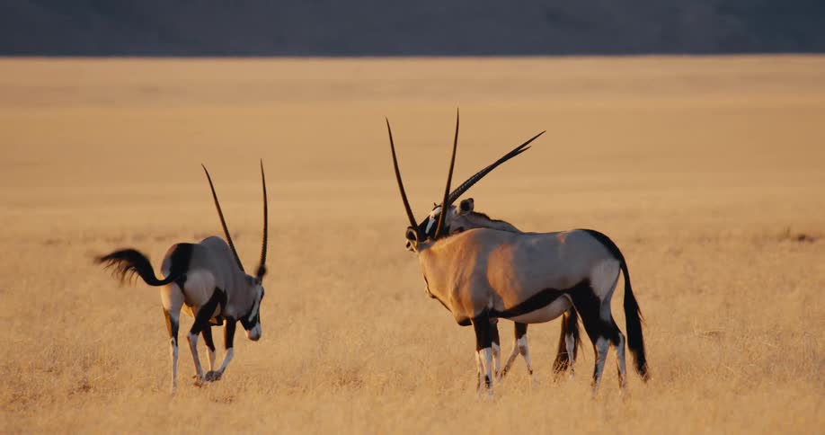 A view of some gazelle outdoors