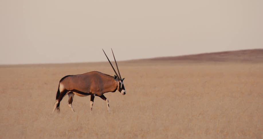 Oryx walking through a field