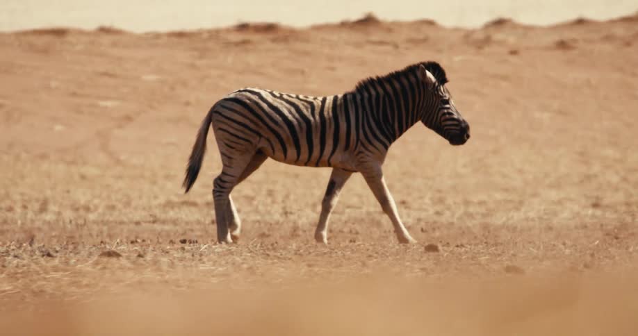A zebra walking around in a desert