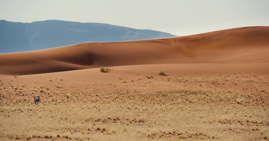 Wind blows the sand in the large desert