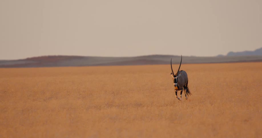 An elk runs across a field