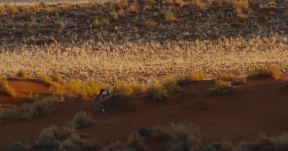 The animal runs over the hills