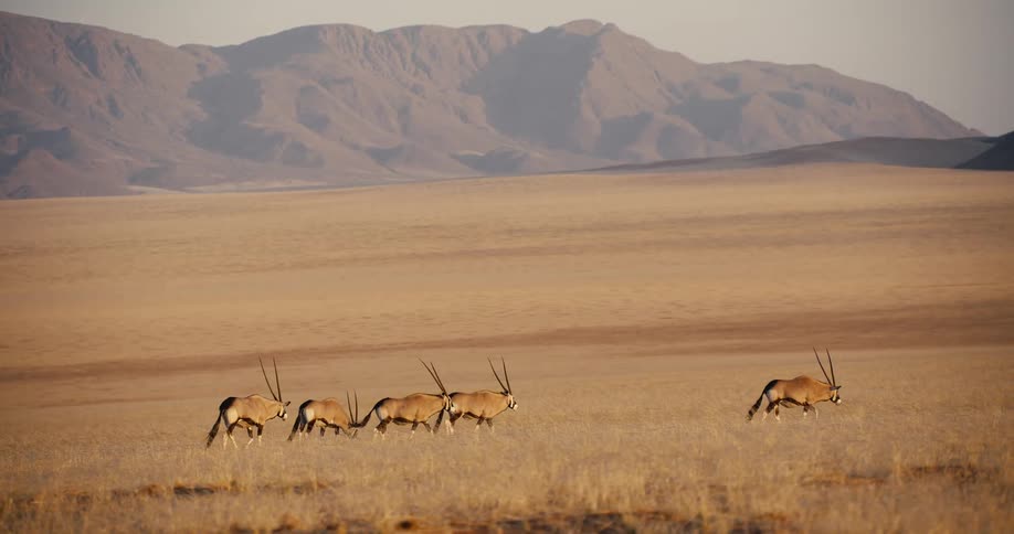 A wide view shows a small group of oryx walking across a dry grassy plain with large rugged mountains in the background under a soft clear sky