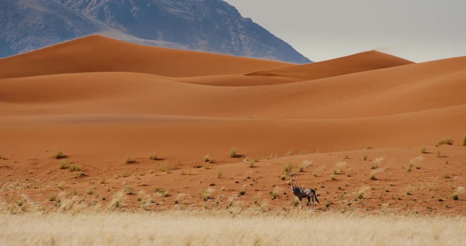 An impala in the desert