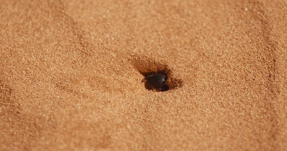 The beetle is digging in the sand