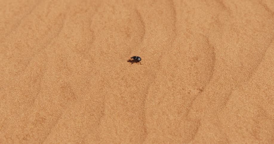 Small insect walking on the sand