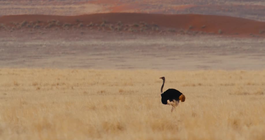 An ostrich walks through a field of tall dry grass in a desert valley with red sand dunes in the background