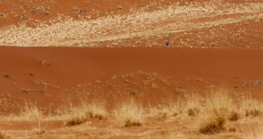 Animal walks through reddish desert with sparse vegetation