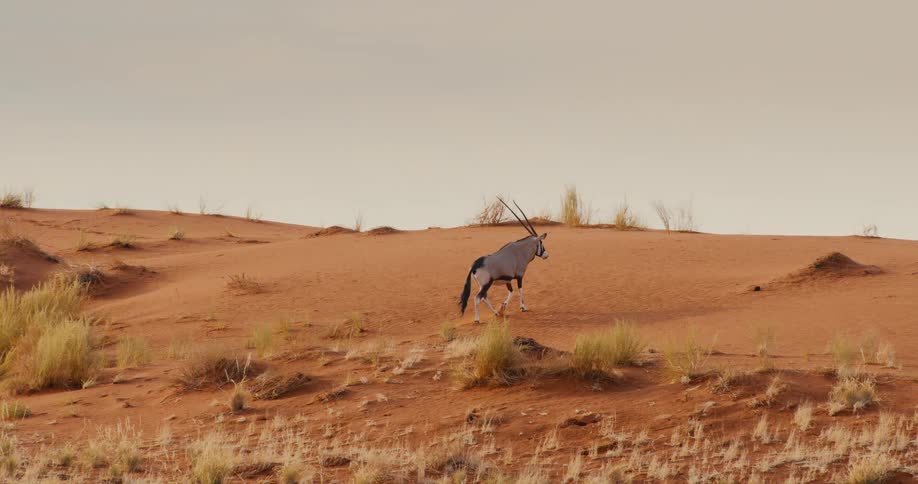 A view of an animal walking over sand