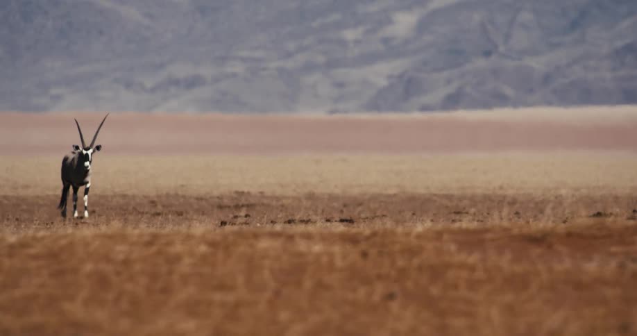 A gemsbok oryx walks across a vast and arid desert plain with distant blue mountains in the background