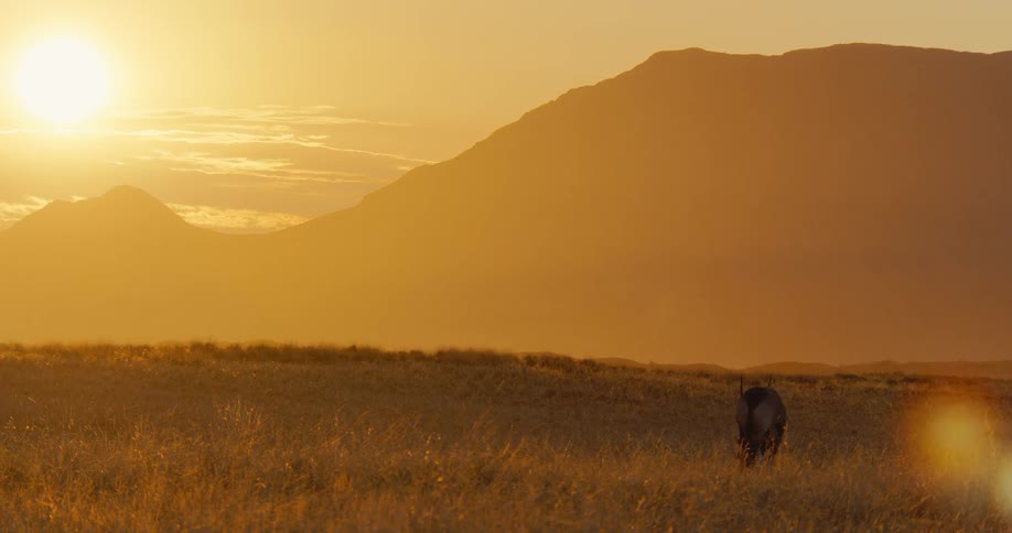 An antelope grazes in a vast field of dry grass during a vibrant sunset as the sun dips behind large mountain silhouettes casting a warm golden glow and deep shadows across the african savanna landscape