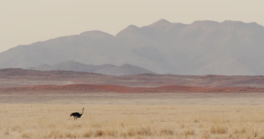 The ostrich walks by the fog covered mountain