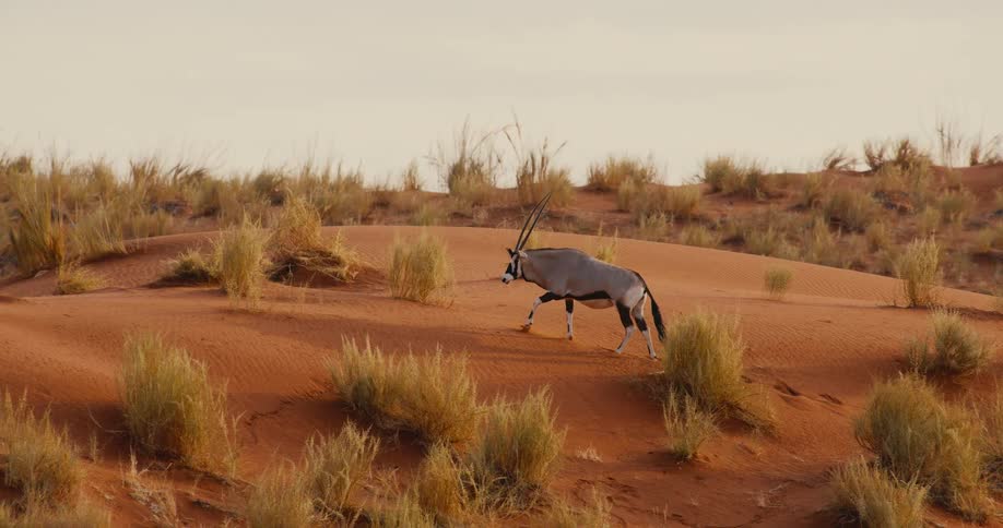 A gemsbok walks across a bright safari desert at midday its long horns casting a sharp shadow on the sunlit sand