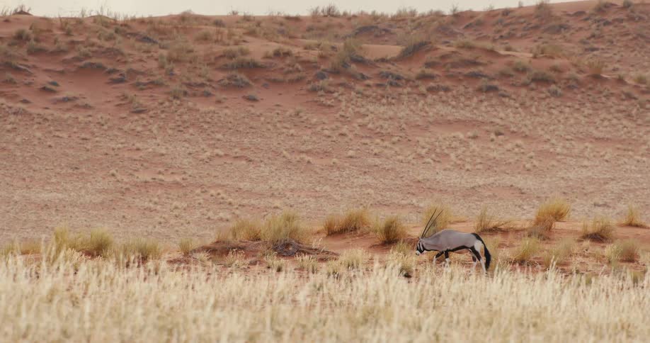 A gemsbok with long horns walks across a sandy dune ridge sparsely covered in dry grass and small shrubs within a vast arid desert landscape under soft daylight